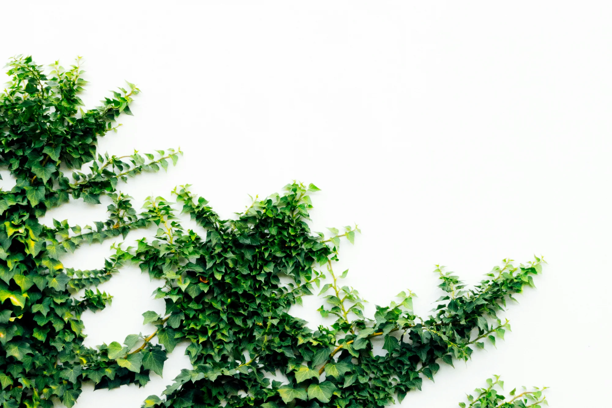 Lierre sur mur blanc